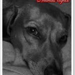 assoutenti_animalrights_savona