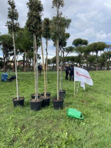 un albero per il pineto