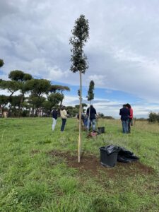 un albero per il pineto