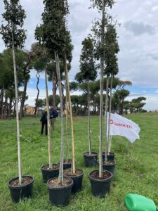 un albero per il pineto