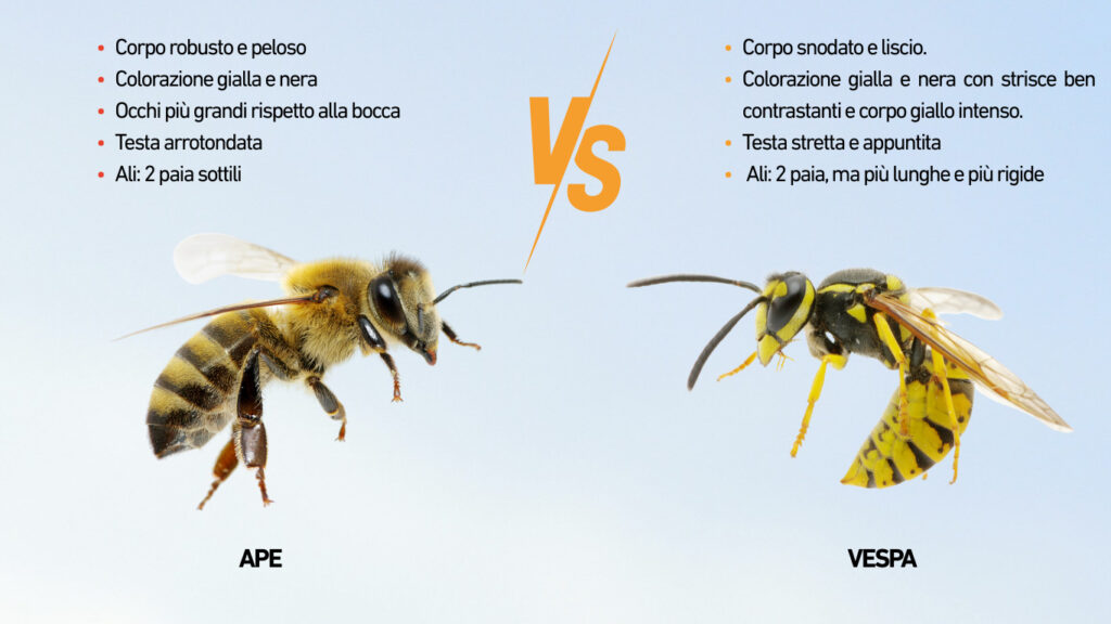 differenza ape e vespa