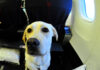 cani aereo