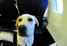 cani aereo