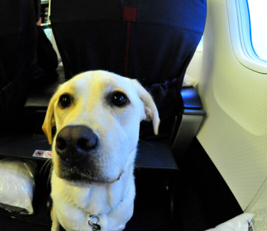 cani aereo