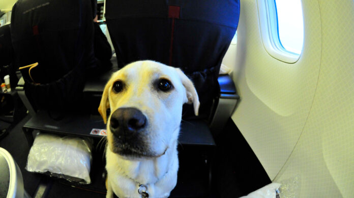 cani aereo